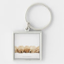 Pesquisar por golden retriever chaveiros Fotografia