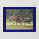 Pesquisar por cavalo clydesdale cartoes postais Natureza