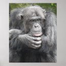Pesquisar por do chimpanzé pósteres pôsteres Primatas