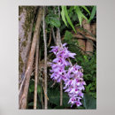Pesquisar por das orquídeas pósteres pôsteres Dendrobium