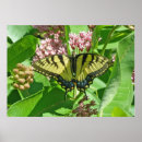 Pesquisar por borboletas orientais swallowtail tigre pôsteres Animal