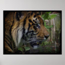 Pesquisar por tiger pósteres pôsteres Tigers
