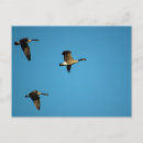 Pesquisar por ganso selvagem cartoes postais Natureza