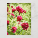 Pesquisar por rosa magenta cartoes postais Flores
