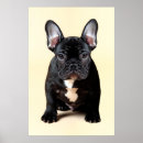 Pesquisar por buldogue francês pôsteres Animal de estimação