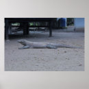 Pesquisar por dragão de komodo pôsteres Indonésia