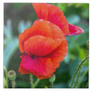 Pesquisar por papoilas vermelhas azulejos Cerâmica