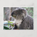 Pesquisar por marsupial austrália cartoes postais Fotografia