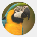Pesquisar por macaw adesivos Bonito
