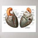Pesquisar por anatomy pôsteres Health