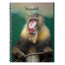 Pesquisar por mandril Primata