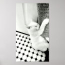 Pesquisar por gato branco pósteres pôsteres Meow