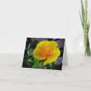 Pesquisar por california poppy cartoes Qualquer pessoa