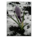 Pesquisar por açafrão cartoes postais Flor