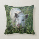 Pesquisar por piggies casa presentes Fazenda