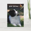 Pesquisar por border collie bebe Qualquer pessoa