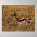 Pesquisar por horn pósteres pôsteres Qualquer pessoa