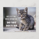 Pesquisar por dominação Gatinho