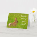 Pesquisar por coelho engraçado cartoes Fofo