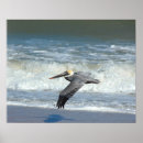 Pesquisar por pelicanos pósteres pôsteres Animal