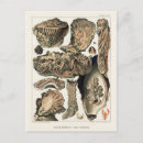 Pesquisar por ostras cartoes postais Vintage