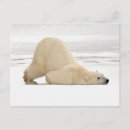 Pesquisar por tundra cartoes postais Urso
