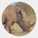 Pesquisar por rhino adesivos Safari