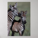 Pesquisar por animais africanos pôsteres Zebra