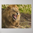 Pesquisar por panthera leo pôsteres Animal