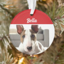Pesquisar por de bull terrier ornamentos Animais
