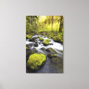 Pesquisar por musgo impressão de canvas Planta