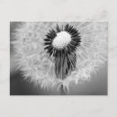 Pesquisar por leão branco preto cartoes postais Fotografia