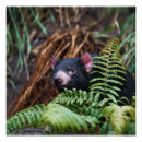 Pesquisar por tasmania pôsteres Natureza