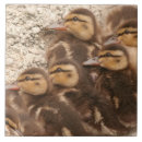 Pesquisar por animal do bebê azulejos Animais
