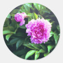 Pesquisar por cravos adesivos Rosa