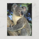 Pesquisar por marsupial cartoes postais Australiano