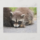 Pesquisar por raccoon cartoes postais Mamífero