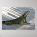 Pesquisar por iguana verde pôsteres Réptil
