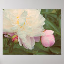 Pesquisar por imagens bonitas flores pósteres pôsteres Rosa