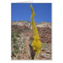 Pesquisar por planta agave cartoes postais Flor