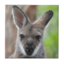 Pesquisar por wallaby Animais australianos