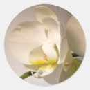 Pesquisar por orquídea branca adesivos Bride