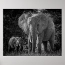 Pesquisar por elefante cinza pôsteres Fotografia