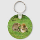 Pesquisar por macacos chaveiros Engraçado