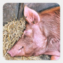 Pesquisar por pig adesivos Fazenda