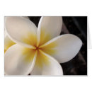 Pesquisar por flor do frangipani Fotografia