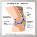 Pesquisar por human anatomy pôsteres Diagram