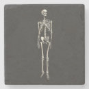 Pesquisar por anatomia porta copos Ossos
