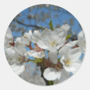 Pesquisar por flores de cerejeira adesivos Primavera