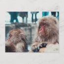 Pesquisar por macaco neve cartoes postais Natureza